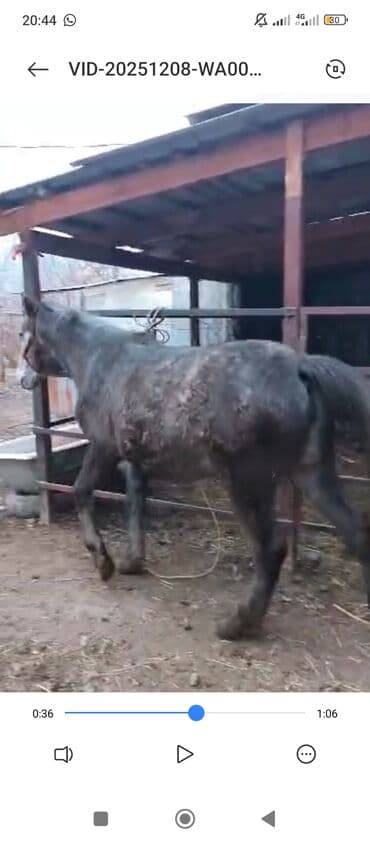 объявления о найденных животных: Продаю | Кобыла (самка) | Полукровка | Рабочий — 2