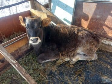 музоою: Продаю | Тёлка, Музоо, торпок — 4