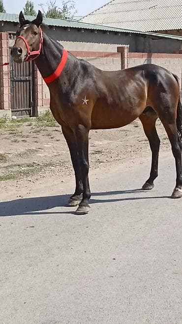 Продаю | Жеребец | Полукровка | Конный спорт | Осеменитель