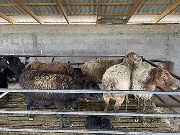 кошка рэгдолл цена: Продаю | Овца (самка) | Для разведения | Племенные — 4