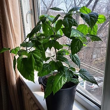 Комнатные растения в горшках 1) Араукария (Norfolk Island Pine) -