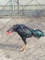 брокерское объединение феникс бишкек: Дакан жожо короз сатылат активный алмашу жолдору бар адрес Бишкек — 6