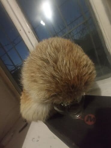 Баш кийимдер: Шапке, Кулак жапкан тумак, Табигый булгаары, Кыш, Помпон менен — 5