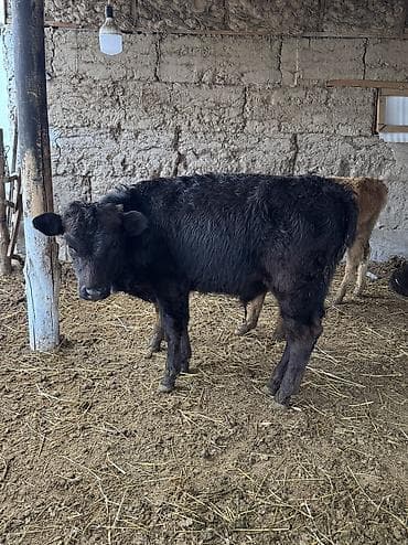 Ветеринар кызматы: Сатам | Бука (эркек) | Аргын, Симментал, Айршир | Көбөйтүү үчүн | Байланган — 6