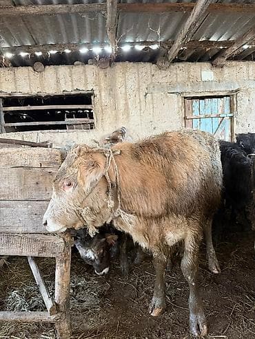 продаю осёл: Продаю | Бык (самец), Тёлка | Для разведения | Привязанные — 10