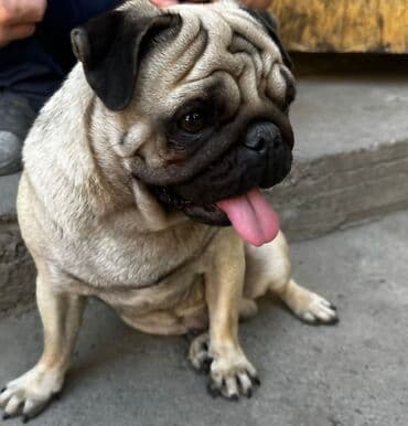 акустические системы ugreen колонка в виде собак: Мопс, 1 год, Самец, С прививкой, С родословной — 1