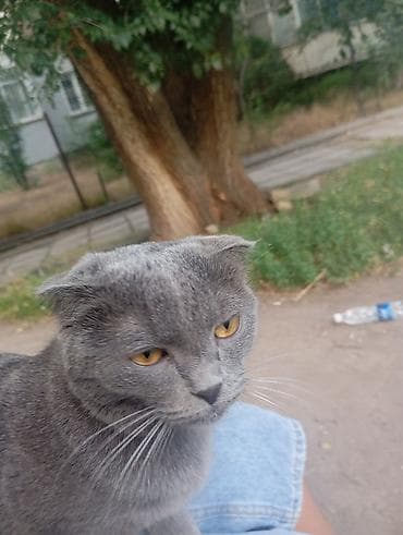 Кошки: Скотиш Фолд (Шотландская вислоухая), 8 месяцев, Мальчик, Голубой — 1