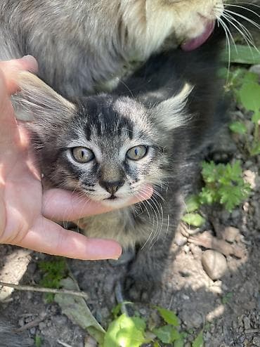 Мышыктар: Котенок! Мальчик ! Ласковый ! Добрый ! Очень спокойный ! Умный ! Ходит — 2
