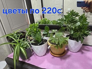 Комнатные растения в горшках. Выбор: - Зигокактус