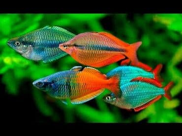 рыба аквариума: Приглашаем всех любителей аквариумистики,в ступить в группукак — 3