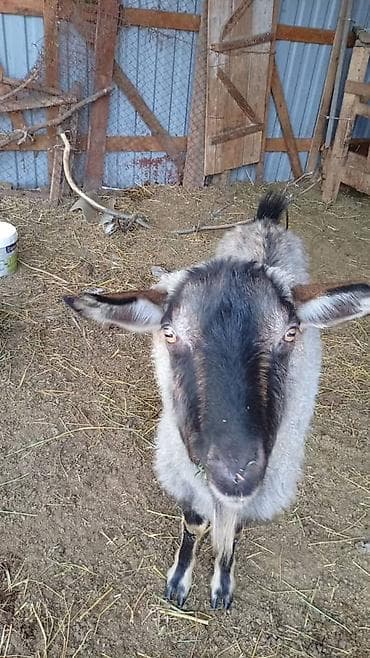 корм для барана: Продаю | Овца (самка) | Для разведения — 6