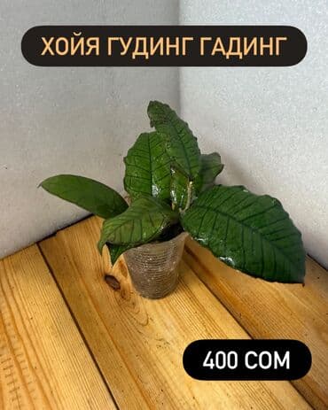 алоэ растение цена: Хойя (Hoya) Варианты: - Хойя публикалис сплэш –Цена: 450 сом. - Хойя — 13