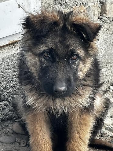 щенок овчарки цена: Немецкая овчарка, 2 месяца, Самка — 4