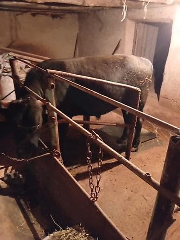 айрширская корова купить: Продаю | Бык (самец) — 7