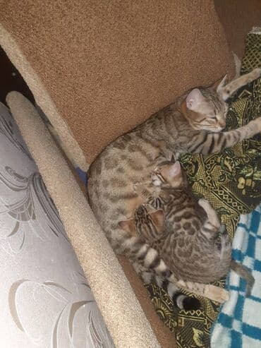 бенгальские кошки цена: Бенгальская, 1 месяц, Мальчик, Черепаховый, Приучена к лотку — 7