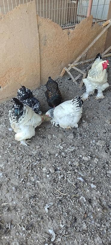 Тооктун богу . куриные помёт Бекер 45 мешок алып кетсенер боло