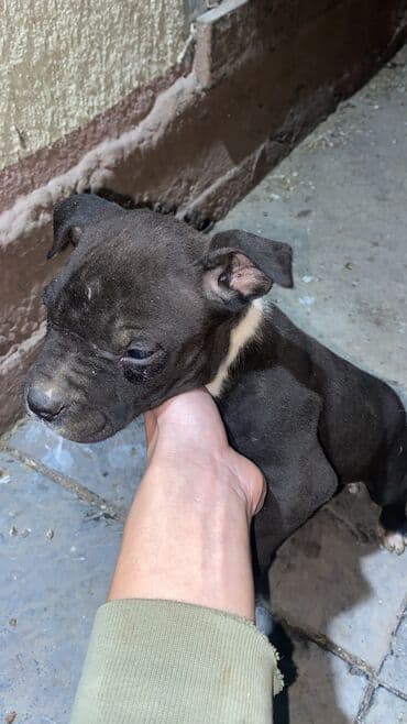 щенки питбуль: Питбуль, 2 месяца, Самец, С прививкой — 2
