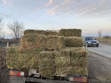 сено с поля: Продаю тюки Сено в тюках - Прессованные прямоугольные тюки — 2