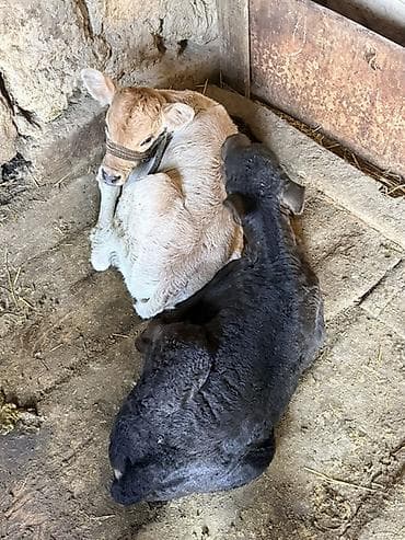 Ветеринар кызматы: Сатам | Музоо — 4