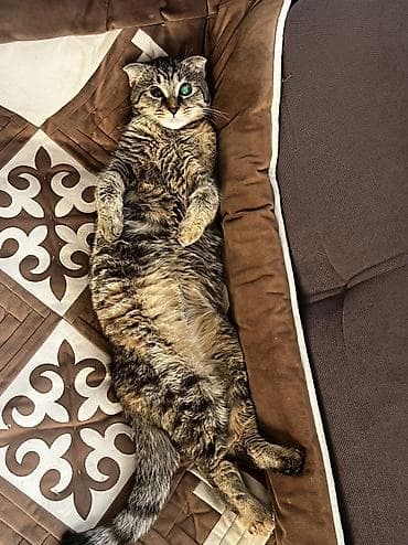 scottish fold: Кошка даром: Скотиш Фолд (Шотландская вислоухая), 10 месяцев, Девочка, Приучена к лотку — 3