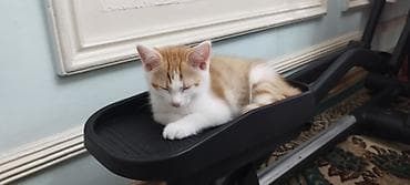 сколько стоит аксолотль: 2 месяца, Мальчик, Золотая шиншилла, Приучена к лотку, Проглистована — 8