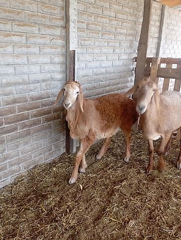 Продаю | Баран (самец) | Арашан | Для разведения