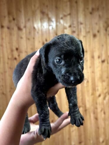 бульдоги: Щенки Канарского Дога (Presa Canario) С документами, прививками 8 — 39