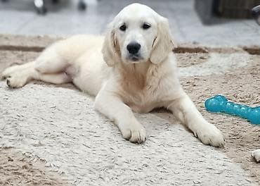 Собаки: Щенки голден-ретривера, светло-кремового окраса. Золотистый ретривер — 6
