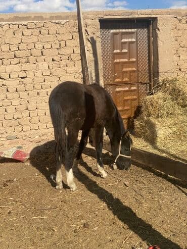 бекер уй: Продаю | Жеребенок | Конный спорт — 2