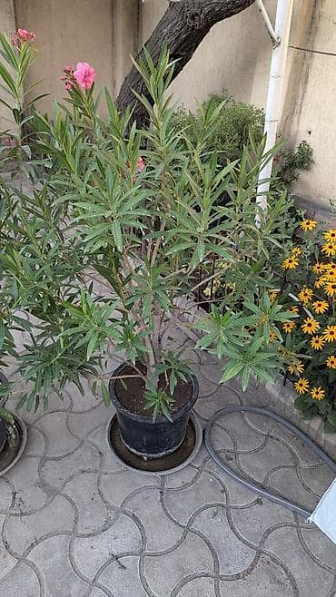 лавр дерево: Олеандр (Nerium oleander) в горшке - Декоративный вечнозеленый куст с — 1
