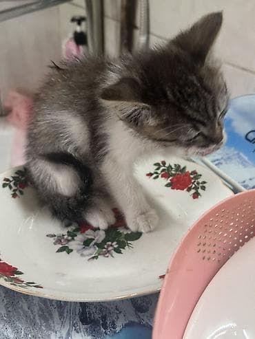 приют для котят: 3 месяца, Мальчик, Метис — 2