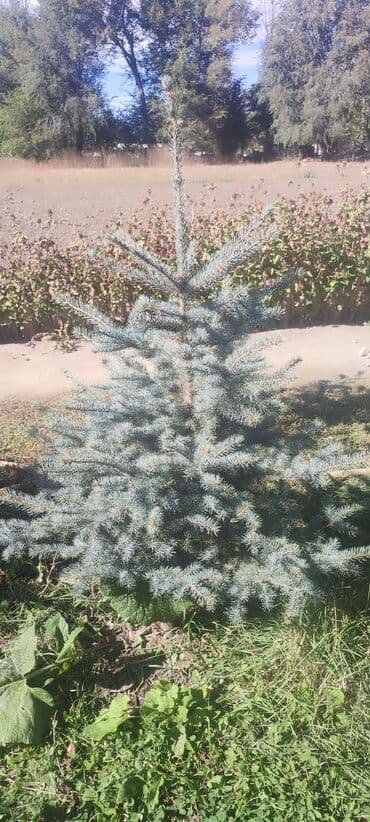 декоративный голубой ель: Саженцы деревьев: Ели — 8