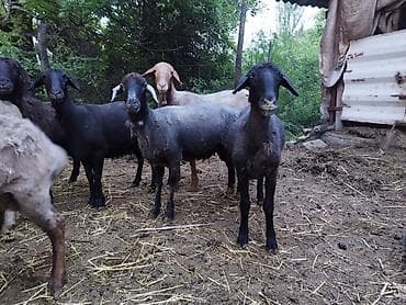 рыбки цена: Продаю | Овца (самка), Баран (самец) | На забой — 3