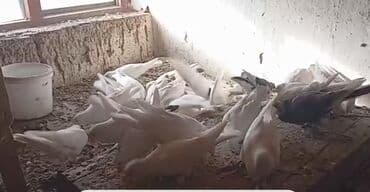 Собаки: Голуби декоративные, стая преимущественно белых окрасов с вкраплениями — 1