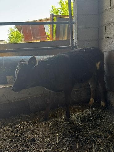 уй сатылат бишкек 2022: Сатам | Музоо | Бордоп семиртүү үчүн — 6