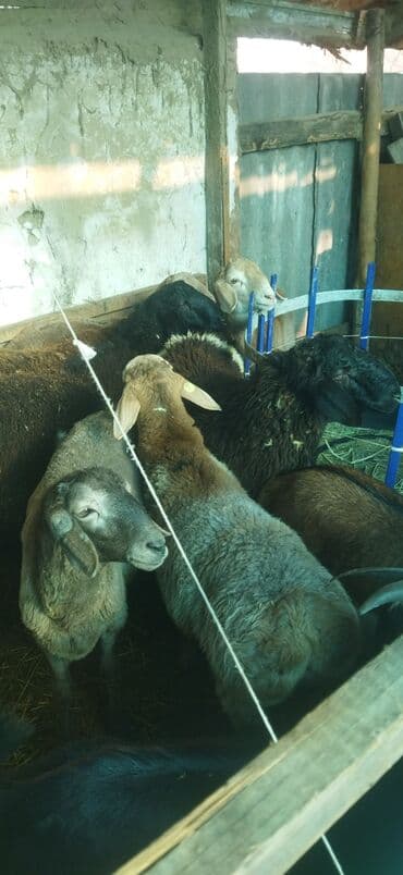 отдам в добрые руки собаку: Продаю | Овца (самка) | Эдильбаевская | Для разведения | Ярка — 6