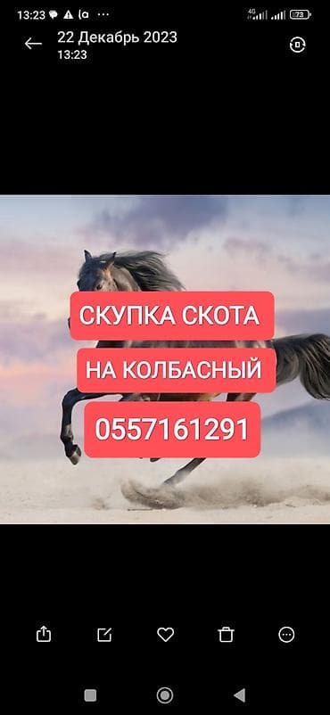 Колбасный цех : Коровы, быки, Лошади, кони, | Любое состояние, Забитый, На забой, на мясо