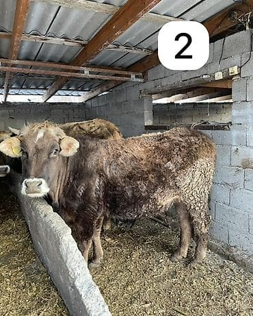 карова для молока: Продаю | Корова (самка) | Для разведения, Для молока — 1