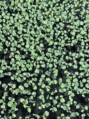 место для овощей: Самовывоз, Платная доставка — 1