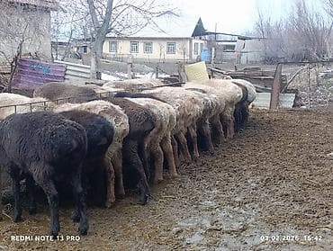 Үй жаныбарлары үчүн товарлар: Сатам | Кочкор (эркек) | Аргын | Көбөйтүү үчүн | Ургаачы — 6