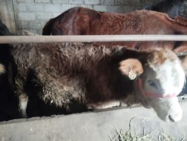 уй ети: Продаю | Музоо, торпок | Полукровка | На откорм | Привязанные — 6