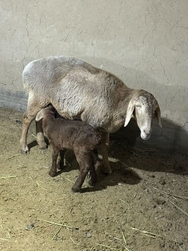 фазан бишкек: Сатам | Ургаачы кой (ургаачы) | Көбөйтүү үчүн | Ургаачы — 2