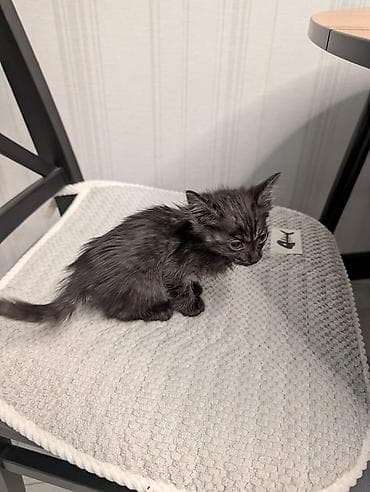 Отдам в хорошие руки Кошечка, красивые миндалевидные глазки, окрас