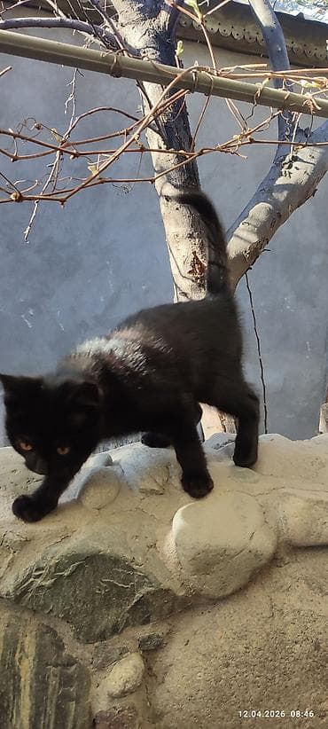 я ищу кота: Отдам даром котят. Добрые игривые. Возраст 2 месяца. Оба мальчики — 3