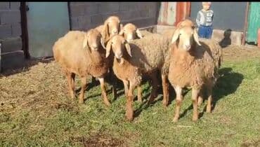 арашан матки: Сатам | Ургаачы кой (ургаачы), Козу | Арашан — 9