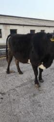 золотой фазан: Продаю | Корова (самка) | Алатауская | Для молока | Стельные — 28