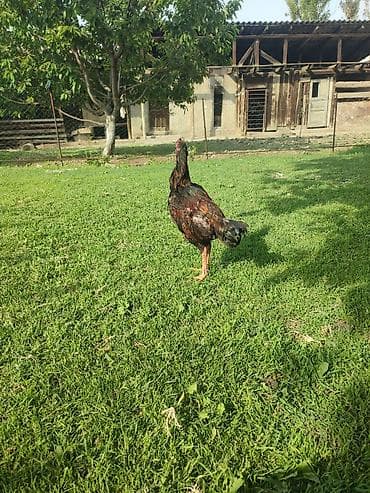 Айыл-чарба жаныбарлары: Сатам | Короздор | Тебиштирүүчү | Көбөйтүү үчүн — 6