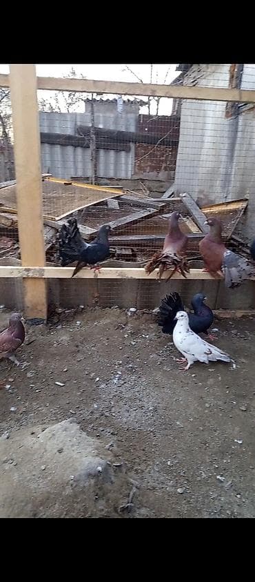 голубей бишкек: Павлины-голуби (декоративные) цена за пару 2500 тыс сом обращаться по — 6
