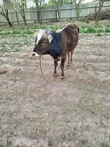 шатландские кошки: Продаю | Бык (самец) | На откорм | Привязанные — 5