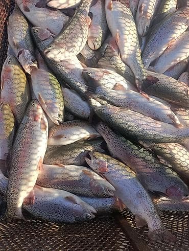 осетр: Продаю форель оптом. только оптом от 100 кг и выше. вес рыбы от 1,5 кг — 4